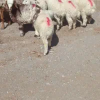 میش زاییده