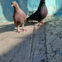 کفتر سرور نروماده پرشی وبازی دار