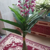 سه عدد گل|گل و گیاه طبیعی|اهر, |دیوار