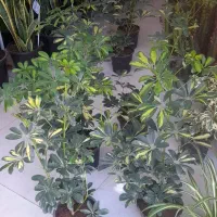 شفلرا دوشاخ سایز درشت|گل و گیاه طبیعی|قم, نیروگاه|دیوار