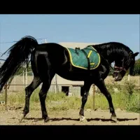 فروش نریان اصیل کرد