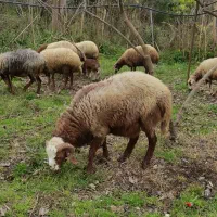 قوچ ۱ساله گله ای و کوهستانی،شهسوار