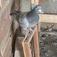 جفت کبوتر مسافتی|پرنده|زهک, |دیوار