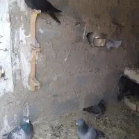 9تاکفترجوجه و بزرگه 5عددنر4تاماده