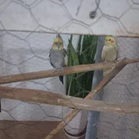 عروس هلندی