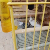 عروس هلندی نر مولد|پرنده|محمدشهر, محمدشهر|دیوار