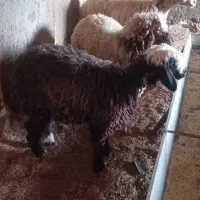گوشت بره  کوه میش بزگوساله