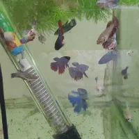 ماهی فایتر|ماهی|شاهینشهر, گرگاب|دیوار