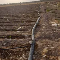 اجاره زمین کشاورزی منطقه خوش آب و هوا|اجارهٔ دفتر صنعتی، کشاورزی، تجاری|بندرعباس, |دیوار
