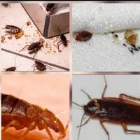 سمپاشی تضمینی و تخصصی سوسک موش و ..|خدمات نظافت|یزد, |دیوار