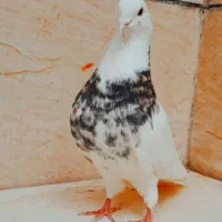 کبوتر طوقی معاوضه