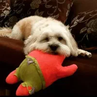 واگذاری رایگان به شرط نگهداری در منزل