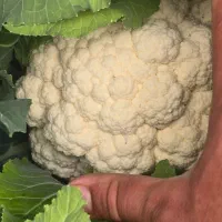 گل کلم درجه یک|خوردنی و آشامیدنی|اسفرورین, |دیوار