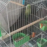 طوطی ملنگو نربا قفس وعروس هلندی نر و ماده بالغ با|پرنده|شیراز, درکی|دیوار