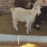 کهره بره