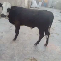 گوساله نر