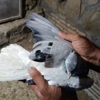 کفتر جفتگاه|پرنده|گلبهار, شهر جدید گلبهار|دیوار
