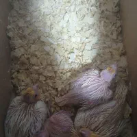 عروس هلندی|پرنده|حمیدیا, |دیوار