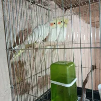 عروس هلندی بالغ