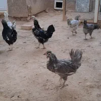 مرغ خروس گلین فول|حیوانات مزرعه|شاهین‌شهر, شهرک پردیس|دیوار
