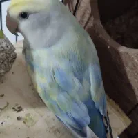 طوطی برزیلی ماده بالغ