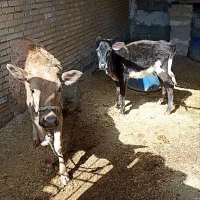 ماده|حیوانات مزرعه|شادگان, |دیوار