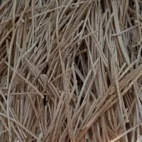 رشته آشی و پلویی|خوردنی و آشامیدنی|بشاریات, |دیوار