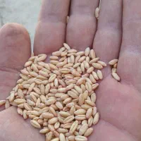 گندم دیم بذر صدرا