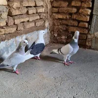 چنتا کفتر خوب