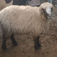 میش قوچ خورده