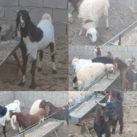 برع و بزغاله نر