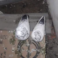 کفتر کله دم سبز