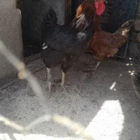 خروس سیاه