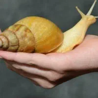 حلزون سوپر مولد با قیمت توافقی ۲ ساله