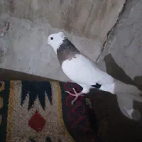 کبوتر رنگی|پرنده|اهواز, منبع اب|دیوار