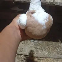 کفتر طوقی