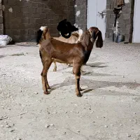 فروش دو کهره ماده بندر دیر
