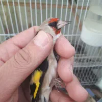 فروش سهره های رسمی مست کرمانی|پرنده|صفادشت, |دیوار