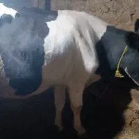 گاو آبستن4شکم|حیوانات مزرعه|تخت سلیمان, |دیوار