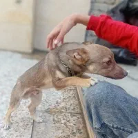 سگ مینی|سگ|خرم‌آباد, |دیوار