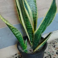 گیاه کرواتی ابلغ وگلد فیلم|گل و گیاه طبیعی|اهواز, شریعتی جنوبی|دیوار