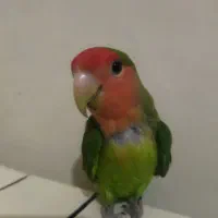 کوتله برزیلی اهلی