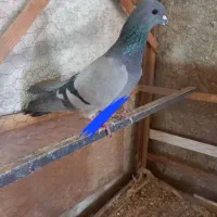 یک ماده فیروزه سالم ذات دار درجه یک
