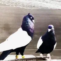 جفتی 500تا ۱تومن