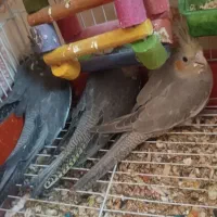 ۵عدد عروس هلندی