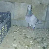 پرنده|پرنده|لار, |دیوار