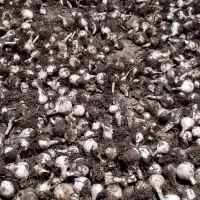 موسیر تر و خشک وحشی