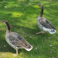 غاز نمایی زیرقیمت