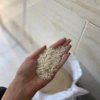 برنج درجه ی یک هاشمی استان گیلان