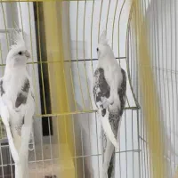 عروس هلندی دوکت راهب گرینچک|پرنده|شیراز, شهرک والفجر|دیوار